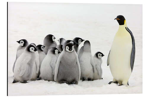 Aluminium print Emperor penguin with chicks