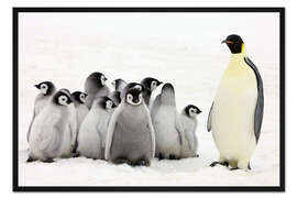 Gerahmter Kunstdruck Kaiserpinguin mit Küken