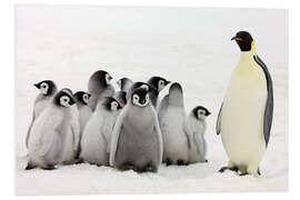 Foam board print Emperor penguin with chicks