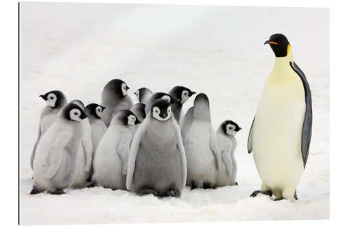 Gallery print Emperor penguin with chicks