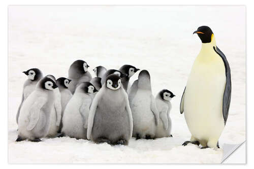 Vinilo para la pared Pingüino Emperador Con Polluelos