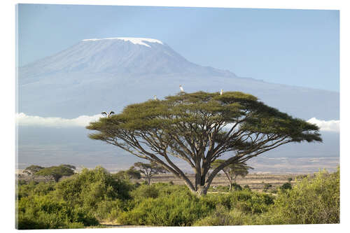 Acrylic print Big tree in front of the Kilimanjaro