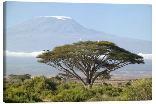 Obraz na płótnie Big tree in front of the Kilimanjaro