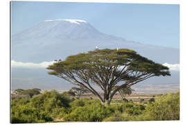 Galleriataulu Big tree in front of the Kilimanjaro