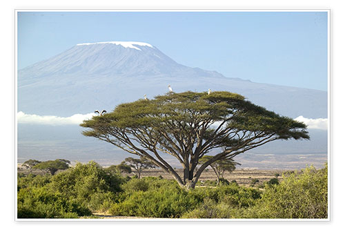 Poster Großer Baum vor dem Kilimanjaro