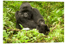Akrylglastavla  Gorilla with baby in the green - Joe &amp; Mary Ann McDonald