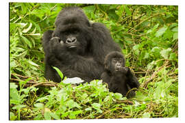 Aluminiumsbilde Gorilla with baby in the green