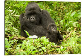 Gallery print Gorilla with baby in the green