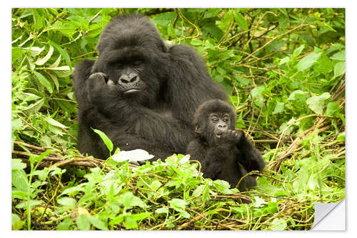 Naklejka na ścianę Gorilla with baby in the green