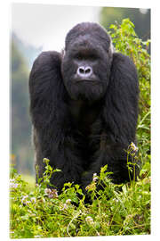 Cuadro de metacrilato  Gorila de montaña - Ralph H. Bendjebar