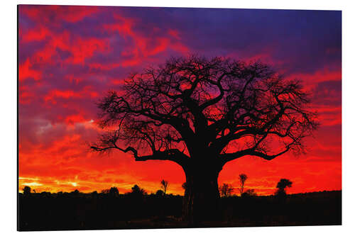 Cuadro de aluminio Baobab en la puesta de sol brillante