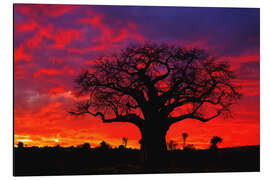 Aluminium print Baobab in the glowing sunset