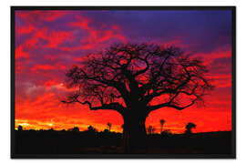 Gerahmter Kunstdruck Baobab im leuchtenden Abendrot