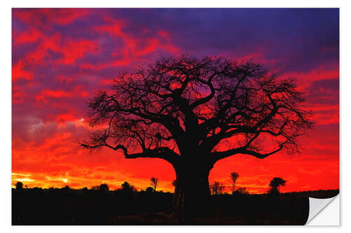 Selvklebende plakat Baobab in the glowing sunset