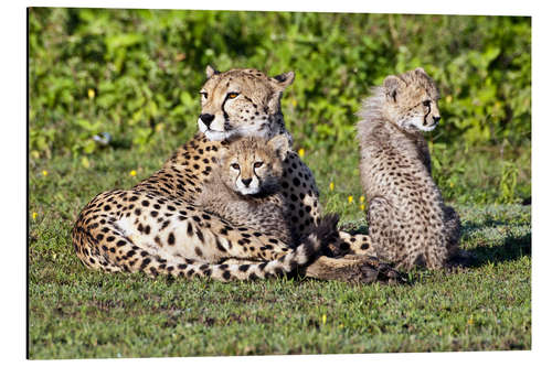 Aluminium print Cheetah mother and babies