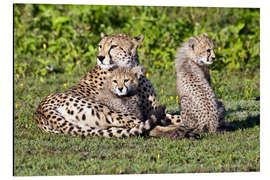 Aluminium print Cheetah mother and babies