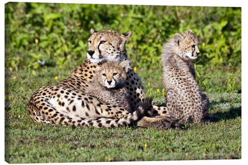 Canvas-taulu Cheetah mother and babies