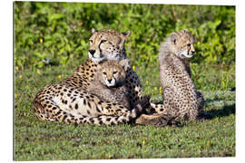 Gallery print Cheetah mother and babies