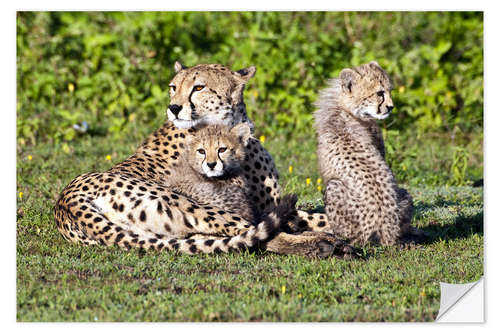 Selvklebende plakat Cheetah mother and babies