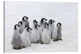 Aluminium print Emperor penguin chick on the ice