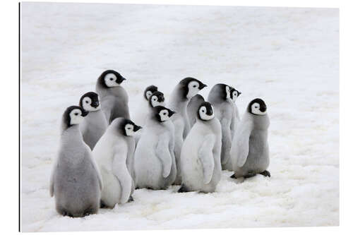 Gallery print Emperor penguin chick on the ice