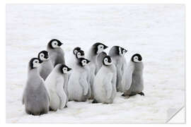 Naklejka na ścianę Emperor penguin chick on the ice