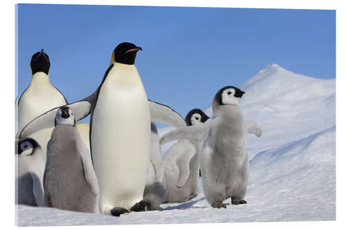 Acrylic print Emperor penguins with chicks