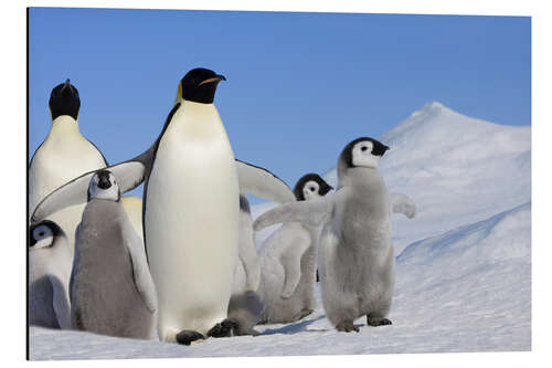 Aluminium print Emperor penguins with chicks