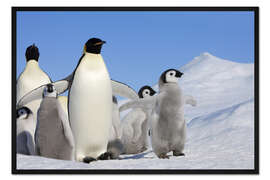 Gerahmter Kunstdruck Kaiserpinguine mit Küken