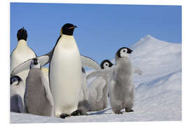 Foam board print Emperor penguins with chicks