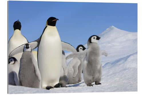 Gallery print Emperor penguins with chicks