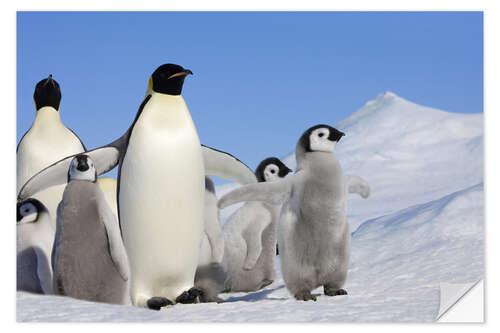 Wall sticker Emperor penguins with chicks