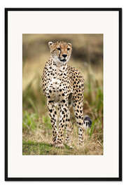 Gerahmter Kunstdruck Gepard auf der Pirsch