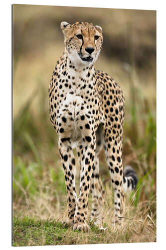 Gallery print Cheetah on the prowl