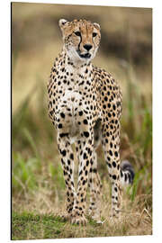 Magnettafel Gepard auf der Pirsch