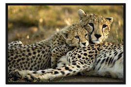 Gerahmter Kunstdruck Gepard kuschelt mit Mutter