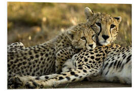 Foam board print Cheetah cub with mother