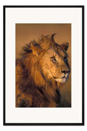 Gerahmter Kunstdruck Löwe im Sonnenlicht
