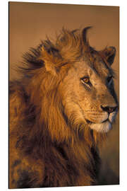 Magnettafel Löwe im Sonnenlicht