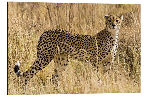 Tableau en aluminium Guépard dans l'herbe sèche