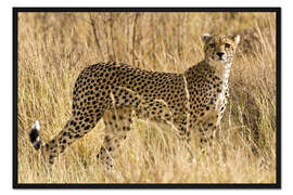 Gerahmter Kunstdruck Gepard im trockenen Gras