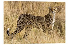 Foam board print Cheetah in the dry grass