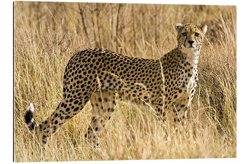 Gallery print Cheetah in the dry grass