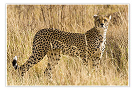 Poster Cheetah in the dry grass