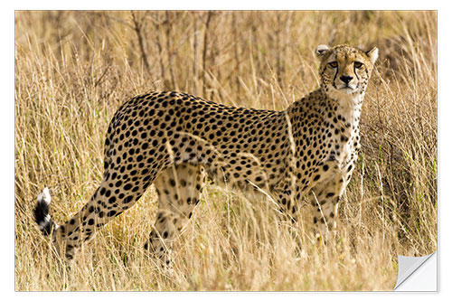 Selvklebende plakat Cheetah in the dry grass