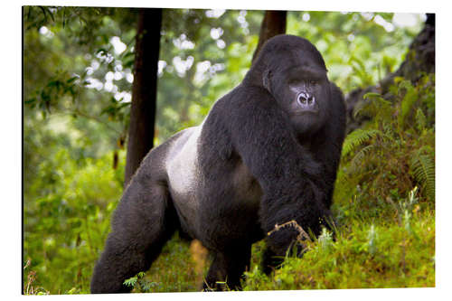 Aluminiumsbilde Mountain gorilla on a foray