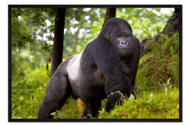 Gerahmter Kunstdruck Berggorilla auf Streifzug