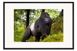 Gerahmter Kunstdruck Berggorilla auf Streifzug