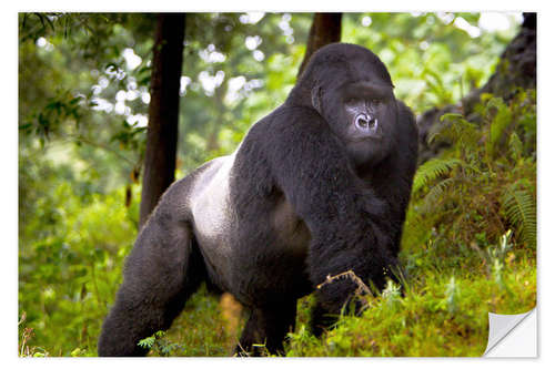 Sisustustarra Mountain gorilla on a foray