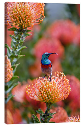 Canvas print Sunbird on protea